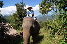 Gallery : Thai Elephant Home
